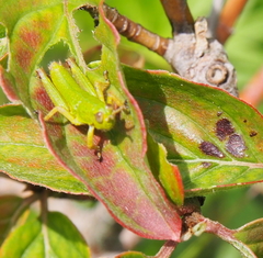 Odontopodisma decipiens