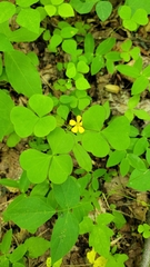 Oxalis grandis