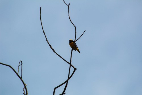 Euphonia luteicapilla