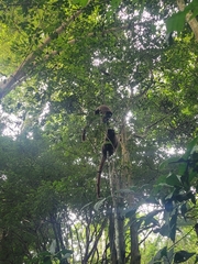 Callicebus personatus