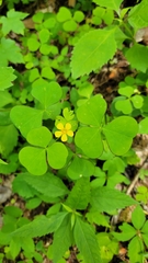Oxalis grandis