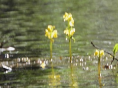 Utricularia foliosa