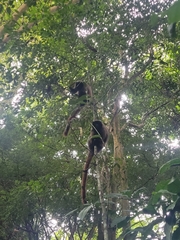 Callicebus personatus