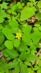 Oxalis grandis