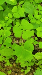 Oxalis grandis