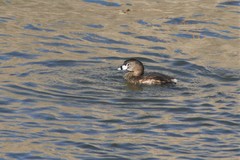 Podilymbus podiceps