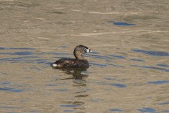 Podilymbus podiceps