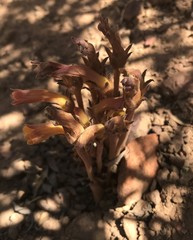 Aphyllon fasciculatum