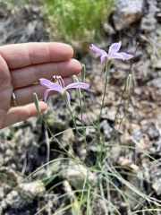 Lygodesmia grandiflora