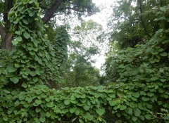 Aristolochia tomentosa