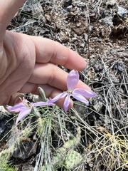 Lygodesmia grandiflora