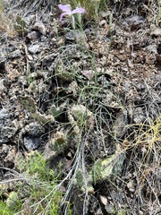 Lygodesmia grandiflora