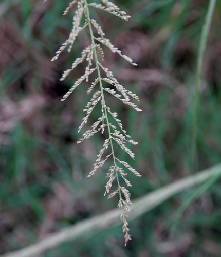 Sporobolus diandrus