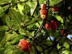 Drymonia coccinea