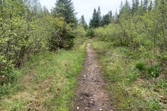 Viola × sublanceolata