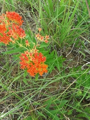 Asclepias tuberosa interior