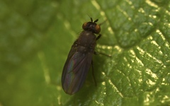 Cnemacantha muscaria