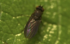 Cnemacantha muscaria