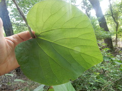 Aristolochia tomentosa