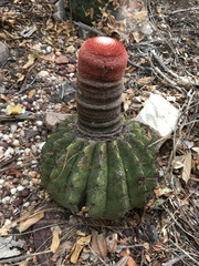 Melocactus zehntneri