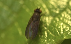 Cnemacantha muscaria