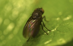 Cnemacantha muscaria