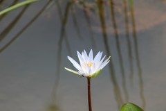 Nymphaea elegans