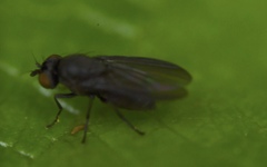 Cnemacantha muscaria