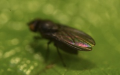 Cnemacantha muscaria