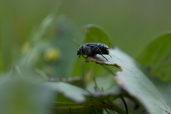 Oxythyrea funesta
