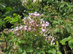 Chromolaena laevigata