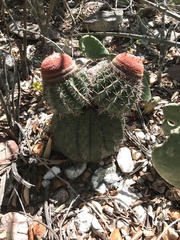 Melocactus zehntneri