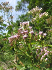 Chromolaena laevigata