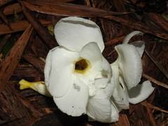 Tabernaemontana litoralis