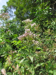 Chromolaena laevigata