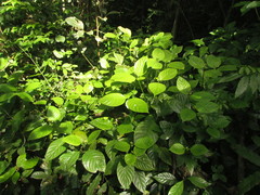 Psychotria myriantha