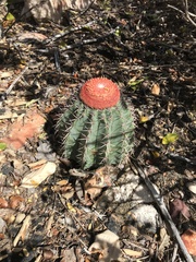 Melocactus zehntneri