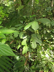Trichilia pallens