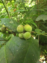 Trichilia pallens