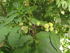 Trichilia pallens
