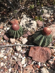 Melocactus zehntneri