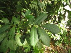 Trichilia pallens