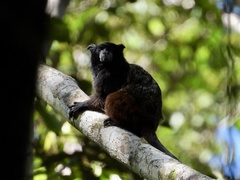 Saguinus fuscicollis