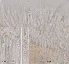 Lachnum controversum