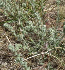 Cryptantha fendleri