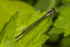 Coenagrion resolutum