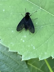 Chrysopilus velutinus