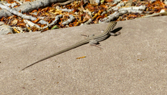 Aspidoscelis neomexicanus