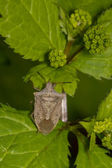 Euschistus variolarius