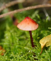 Mycena toyerlaricola